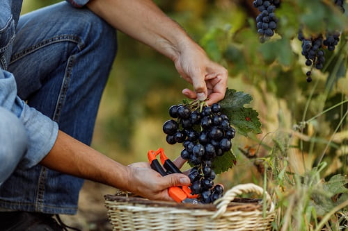 millésime bio qualité des raisins